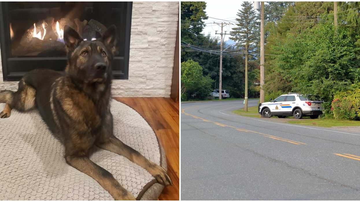A Child With 'Developmental Delays' Went Missing In BC & Was Rescued By A Police Dog