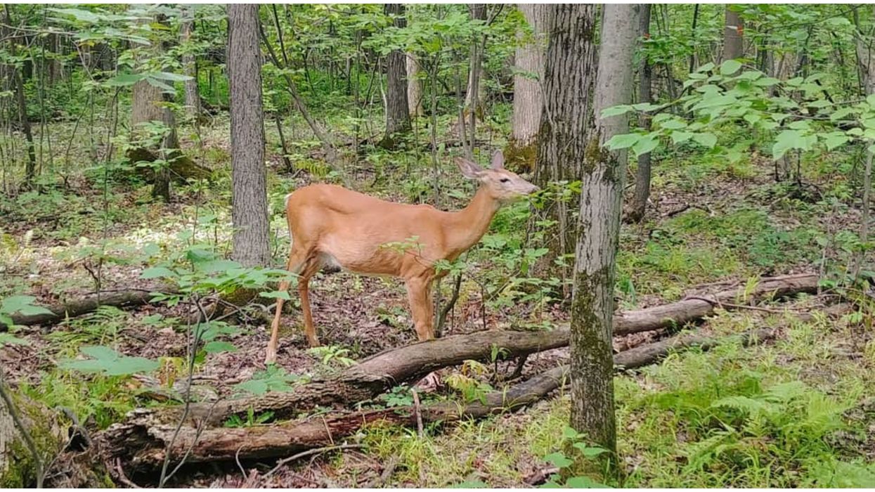 La Ville de Longueuil doit abattre une quinzaine de cerfs et une pétition a été lancée