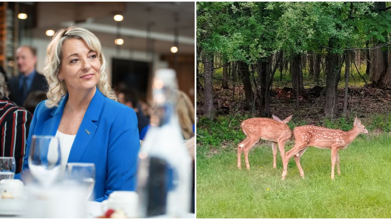 La mairesse de Longueuil a reçu des menaces en lien avec l’abattage de cerfs