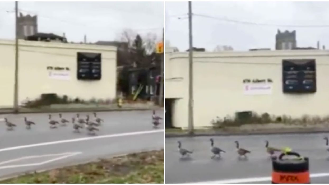 This Lineup Of Geese Took Control Of An Ottawa Street & Gave No Flocks (VIDEO)