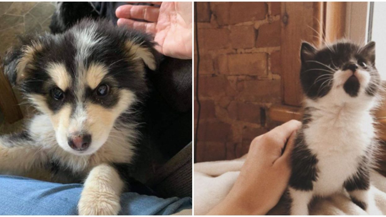 The Ontario SPCA Wants To Give Out $500 For Adopting A Pet This Month