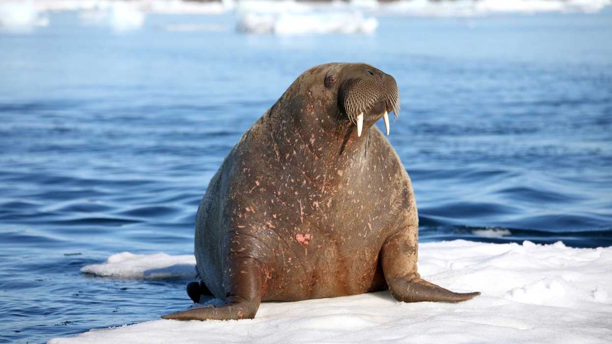Scientists Just Discovered 3 New Types Of Extinct Walruses & 1 Of Them Has 'Longer Teeth'