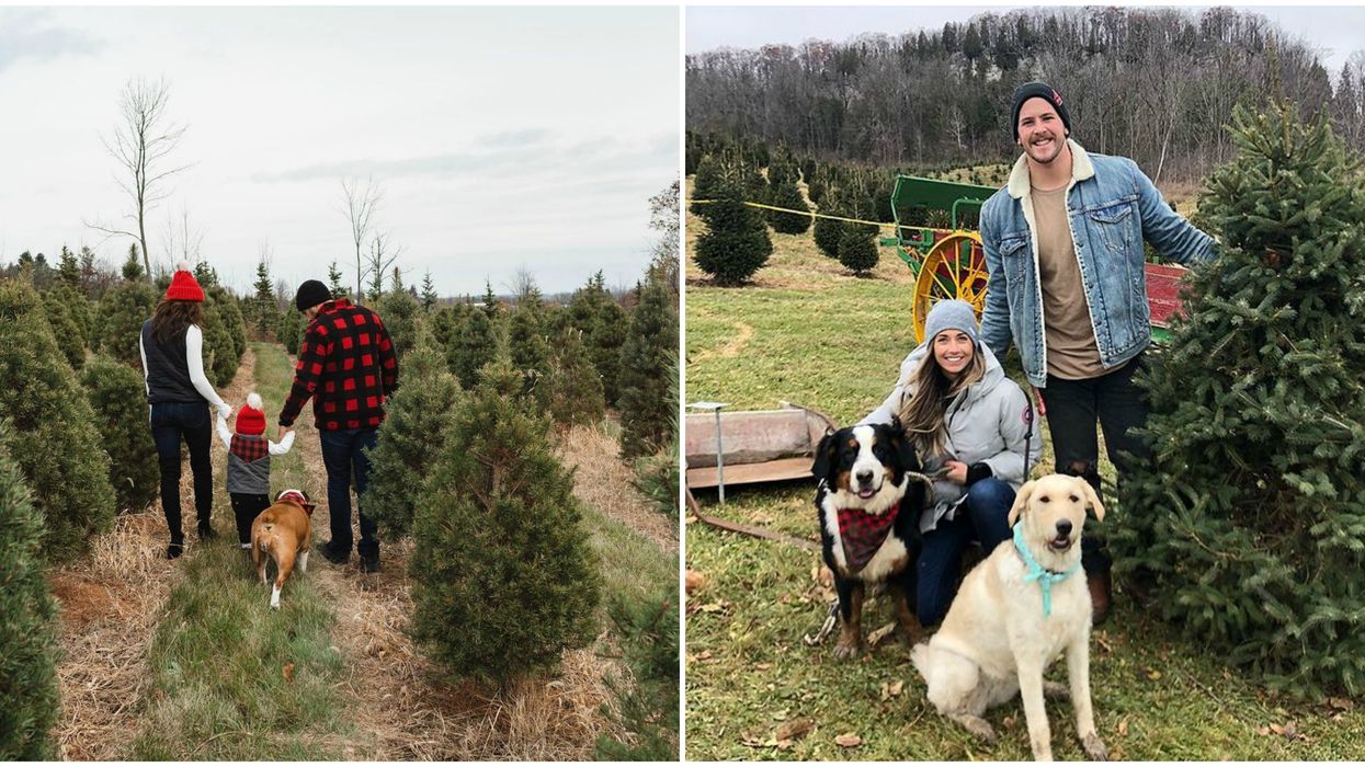 You Can Walk Through This Magical Tree Farm Near Toronto & Pick Out Your Perfect Christmas Tree