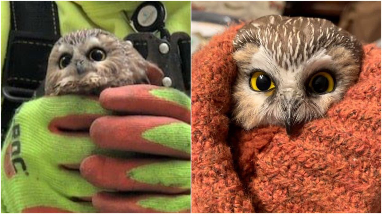 A Tiny Owl Was Found In The Rockefeller Christmas Tree & He's The Cutest Ever