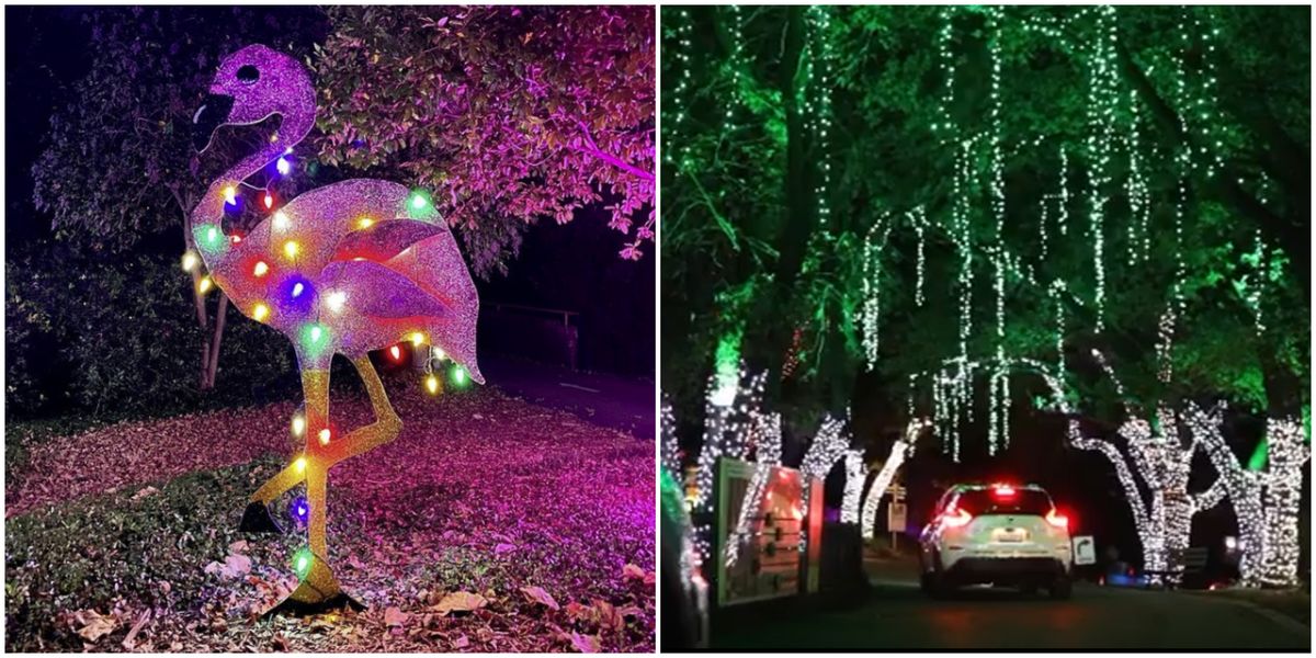 The Dallas Zoo Has Officially Transformed Into A Magical Christmas Drive Thru Photos Narcity