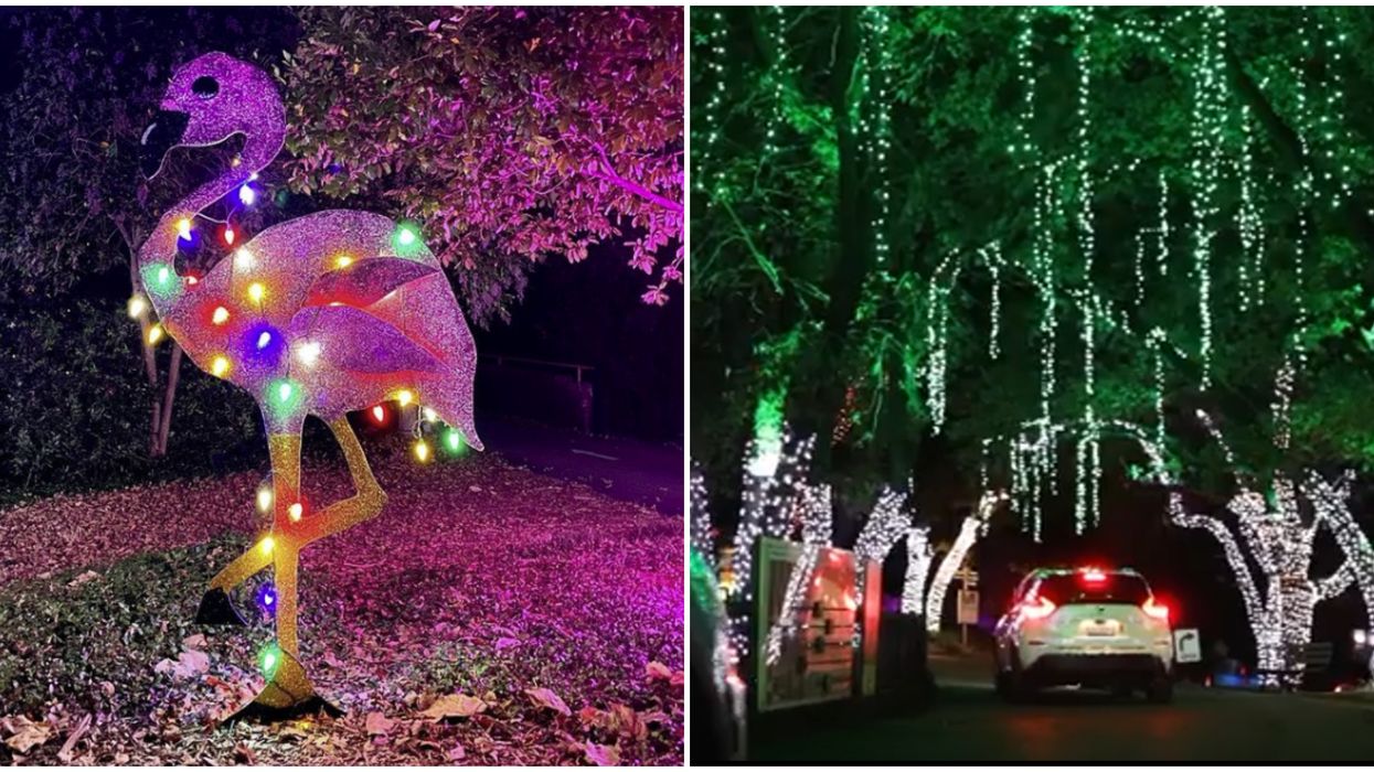 FIRST LOOK: The Dallas Zoo Has Officially Transformed Into A Magical Christmas Drive-Thru