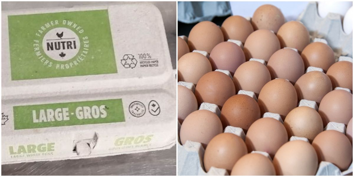 Egg Recall 2025 Canada Wikipedia Wilow Wileen