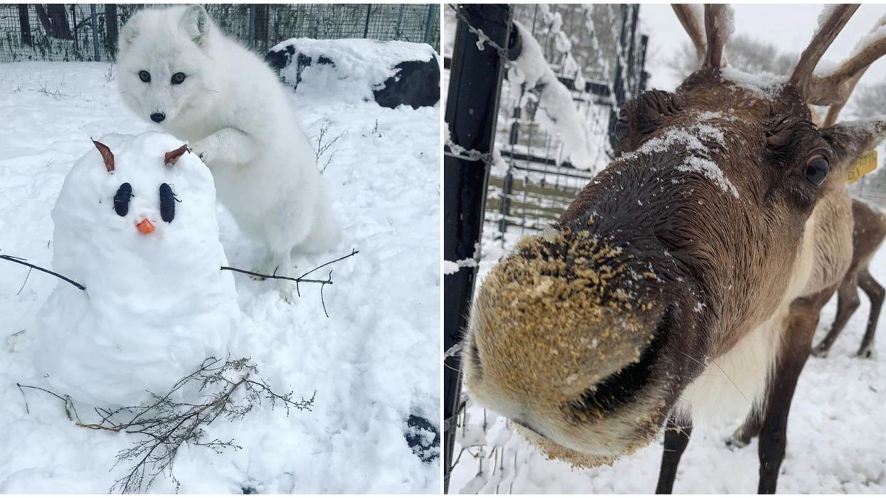 The Toronto Zoo Is Transforming Into A Drive-Thru Holiday Wonderland This Week