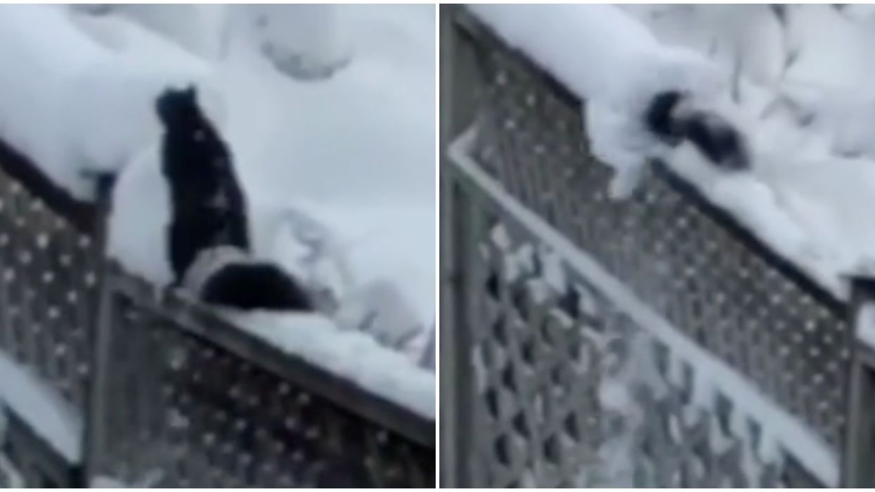 This Brave Snow-Plowing Squirrel Has The Perseverance We All Need To See In 2020 (VIDEO)