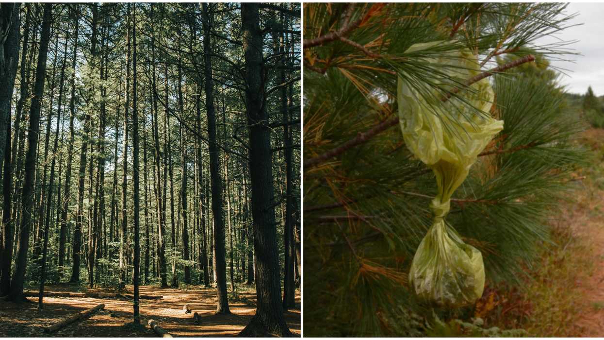 One Canadian Park Wants You To Stop Decorating Their Trees With 'Doo-doo Ornaments'