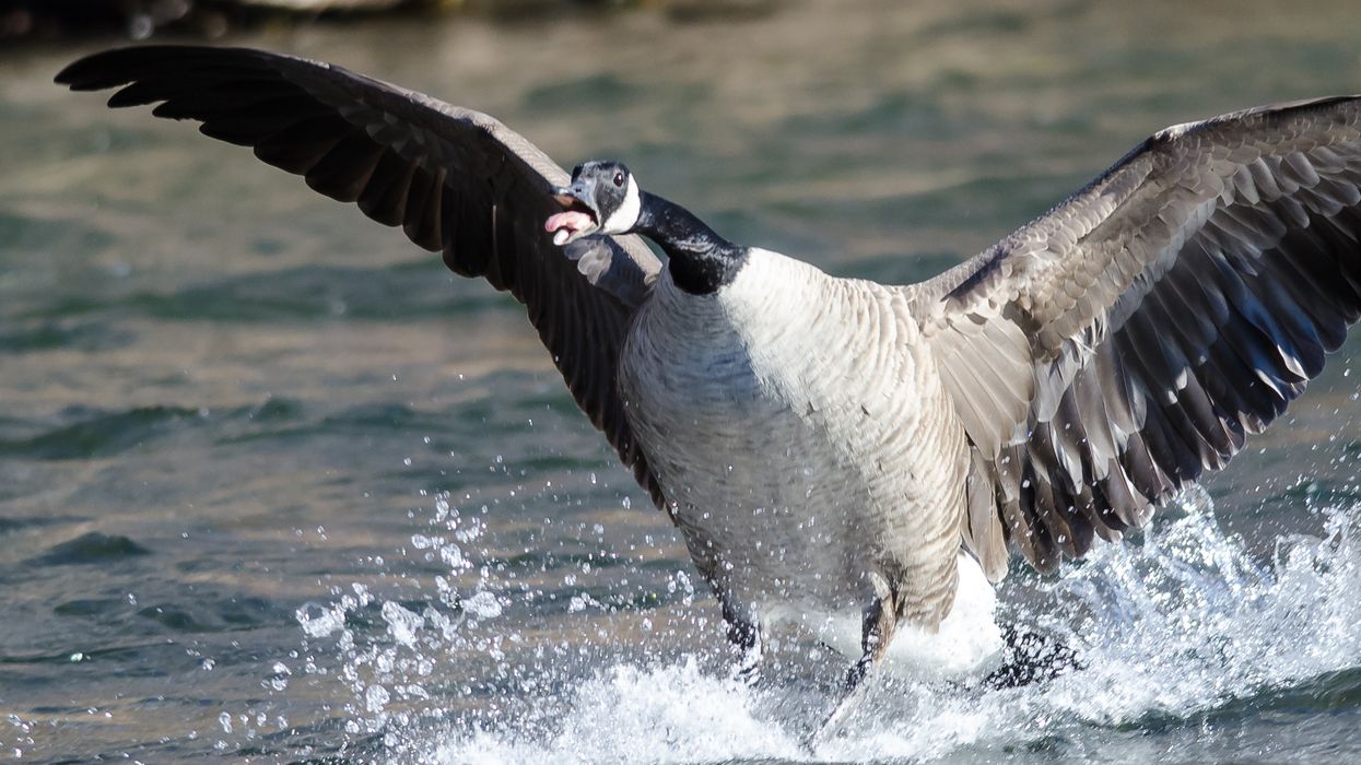 9 Canada Geese Memes That Are Honking Hilarious