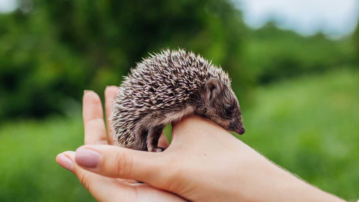 Ontarians Warned Not To Kiss Their Pet Hedgehogs To Avoid Spreading Salmonella