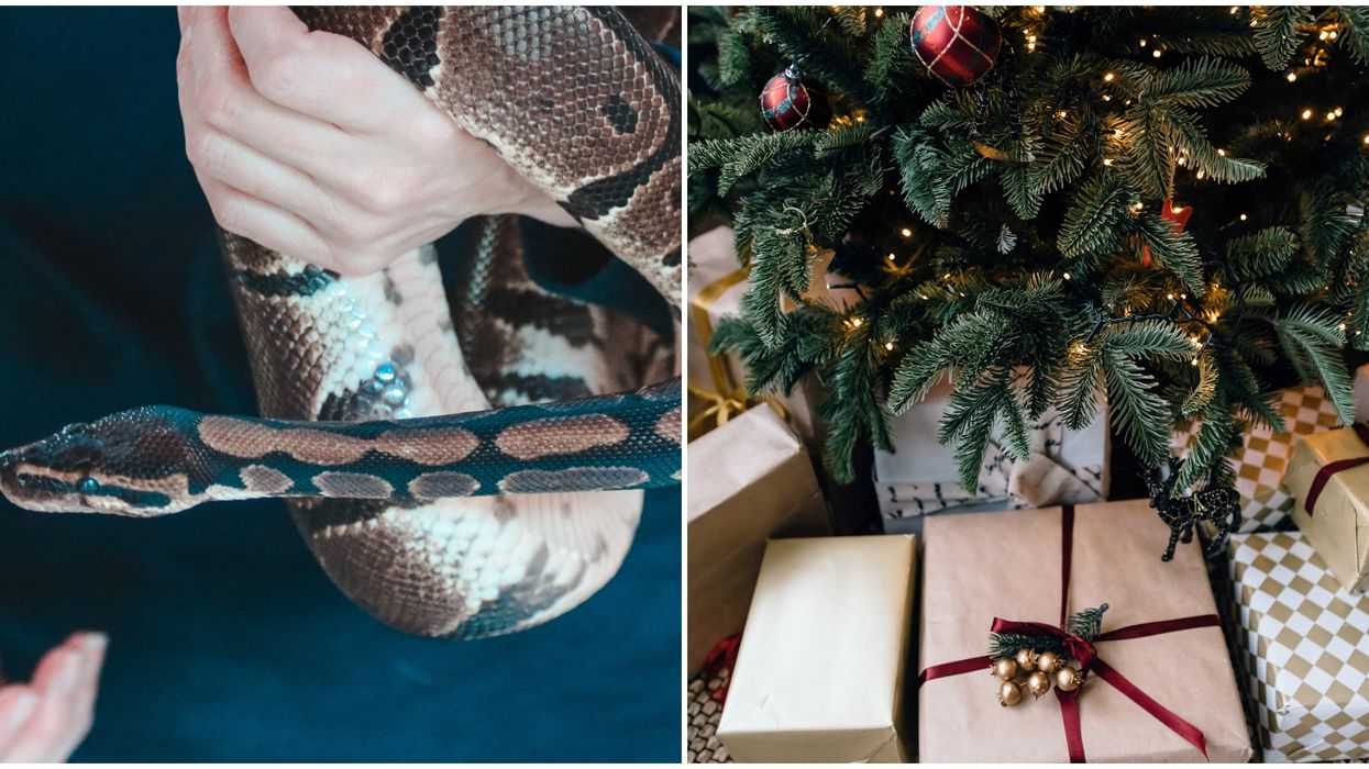 Skip Snakes This Christmas: Canadians Warned Against Exotic Pets As Presents This Year