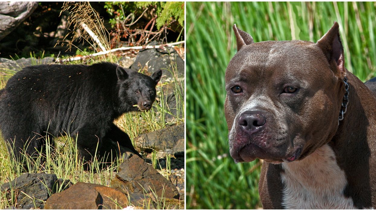 California Man Punched A Bear That Attacked His Dog Last Week & The Bear Keeps Coming Back