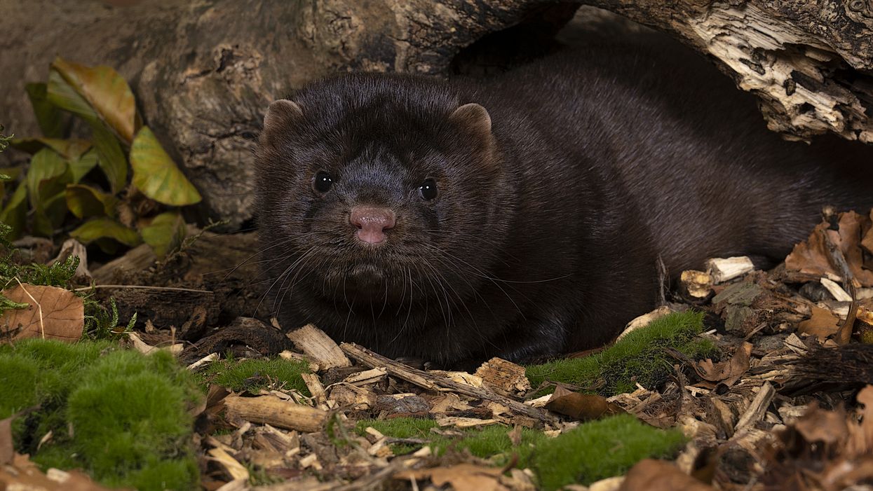 A COVID-19 Outbreak At A Canadian Mink Farm Has People & Animals Getting Tested