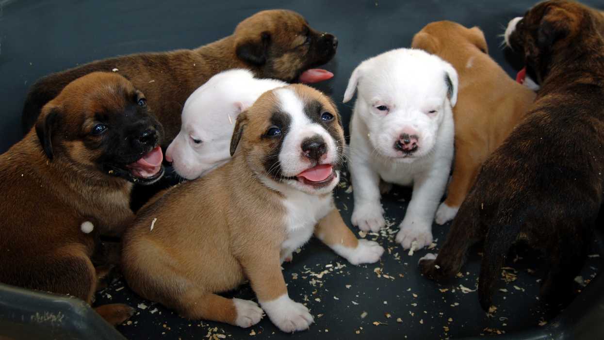 Calgary 'Puppy Scammers' Have Cost Locals Over $30k This Year By Selling Fake Puppies