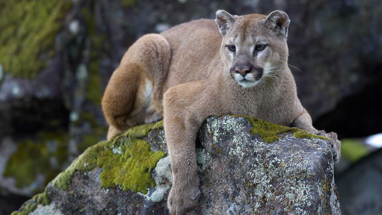 Mountain Lions Are In North Texas Right Now And They're Not Supposed To Be There (VIDEO)