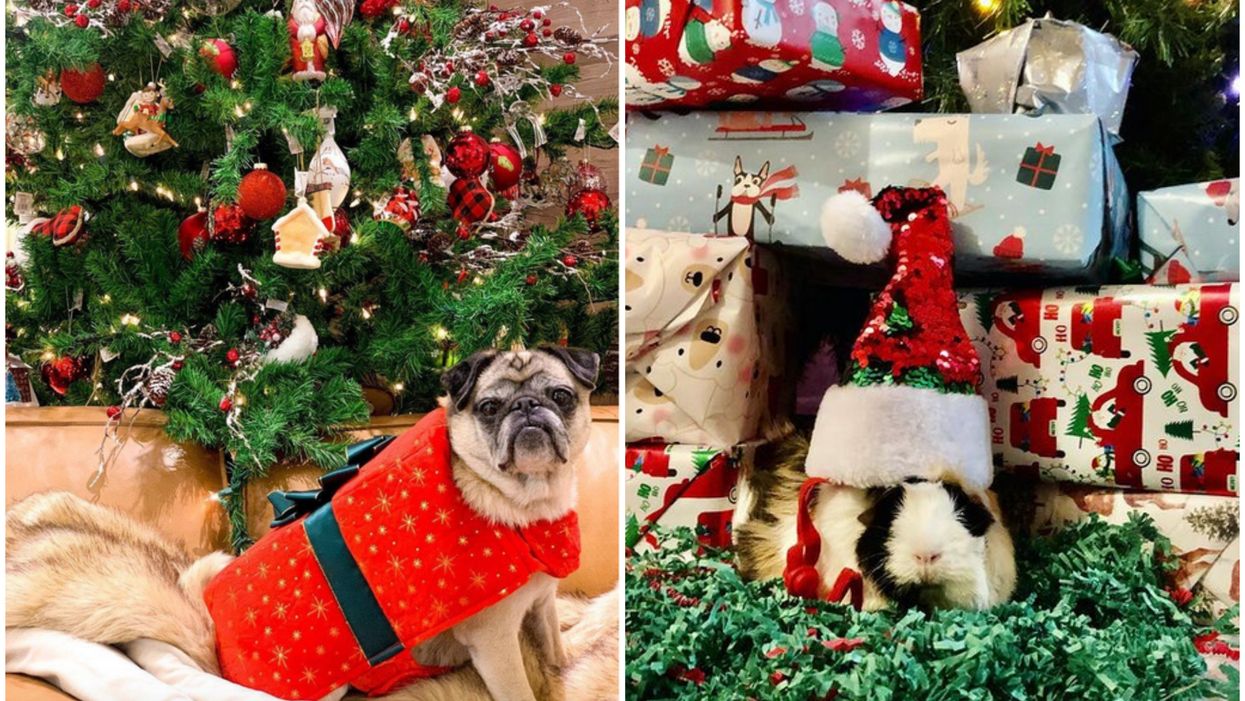 9 Gifts Every Pet Parent Can Get Their Furbabies For The Holidays This Year