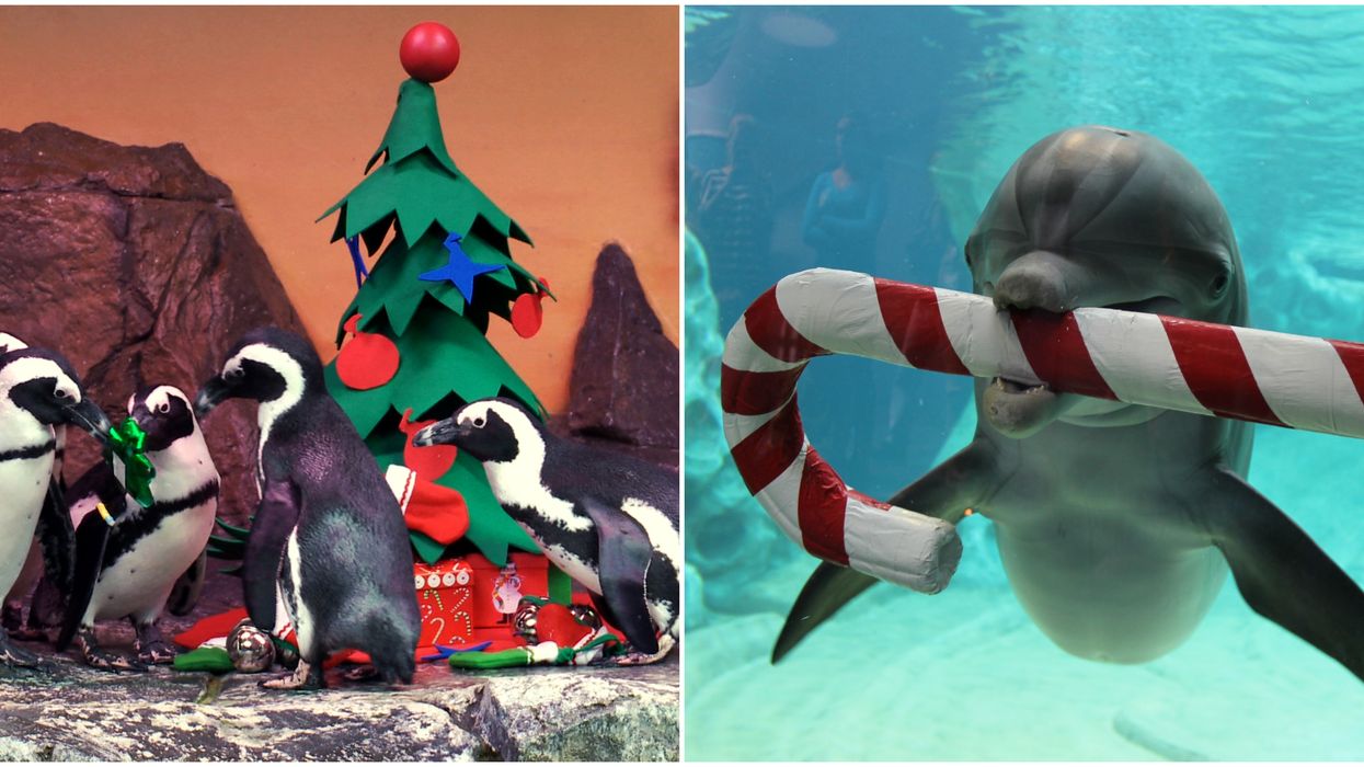 The Georgia Aquarium Is Having A Festive Adult-Only Christmas Party This Weekend