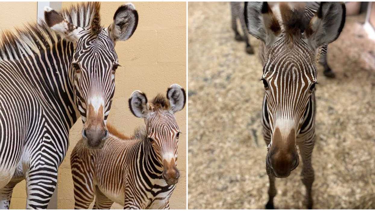 You Can Help Choose A Name For The Toronto Zoo's Baby Zebra & The Options Are Stellar