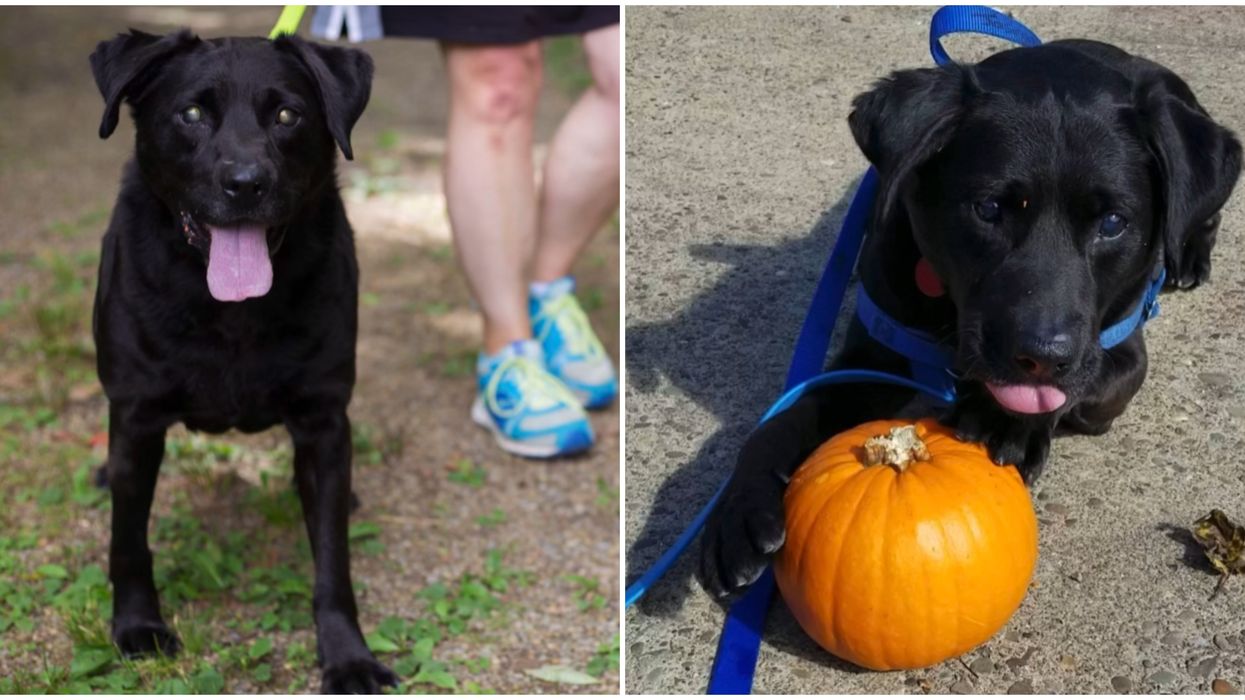 This Pittsburgh Pup Finally Got Adopted After Spending Over 1,000 Days At The Shelter