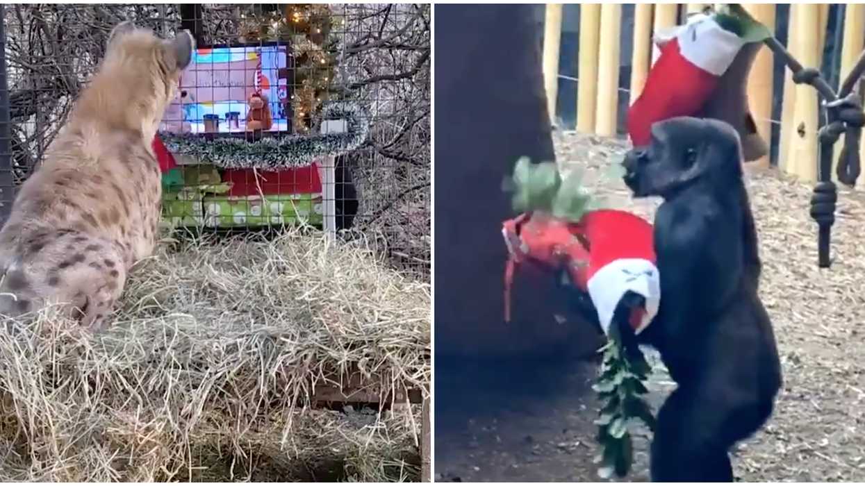 Toronto Zoo Animals Are Getting In The Holiday Spirit & One Has Turned Grinchy (VIDEO)