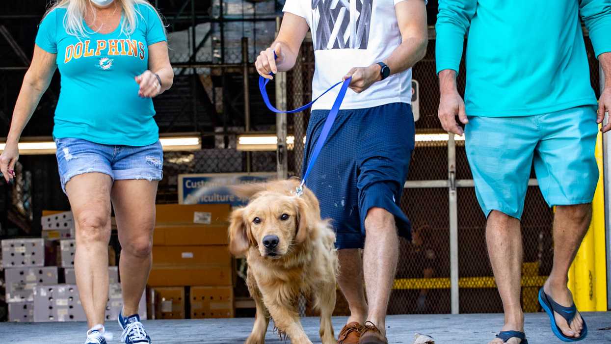 20 Golden Retrievers Just Got Rescued From A Meat Market In China & Sent To Forever Homes