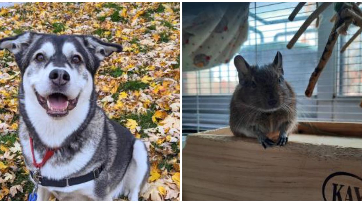 11 animaux trop mignons qui n'attendent qu'à être adoptés à la SPCA de Montréal
