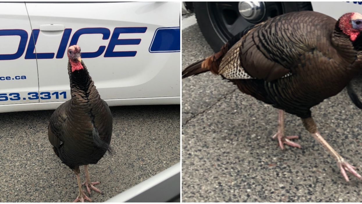 An Angry Ontario Turkey Was 'Pecking' People Off By Blocking Traffic & Out-Running Police
