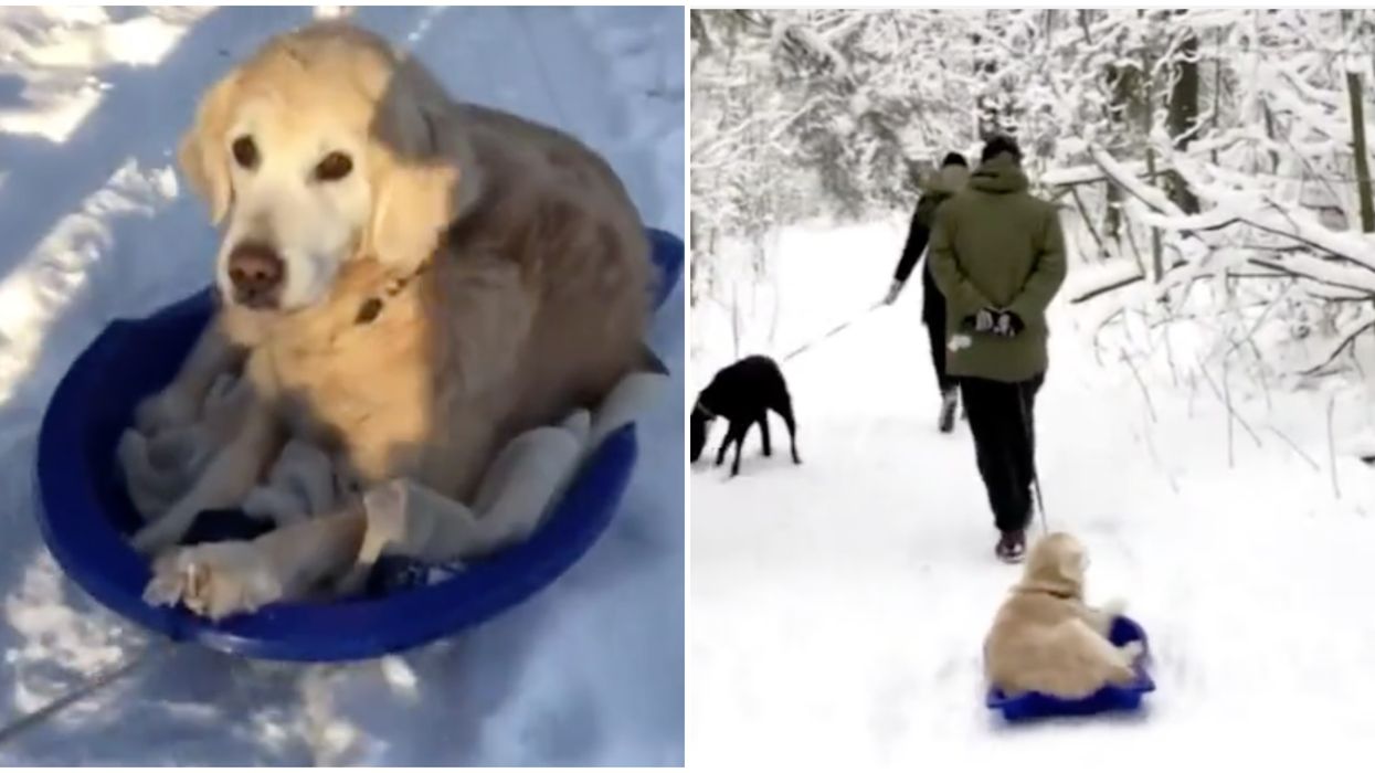 A Senior Dog In Ontario Has Learned How To Sled So She Can Still Go On Walks (VIDEO)