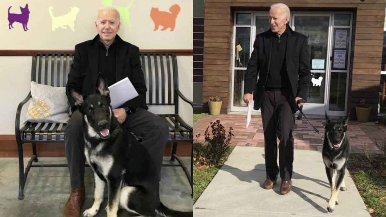 Joe Biden's Dog Is Getting 'InDOGurated' By The Shelter Where He Was Adopted