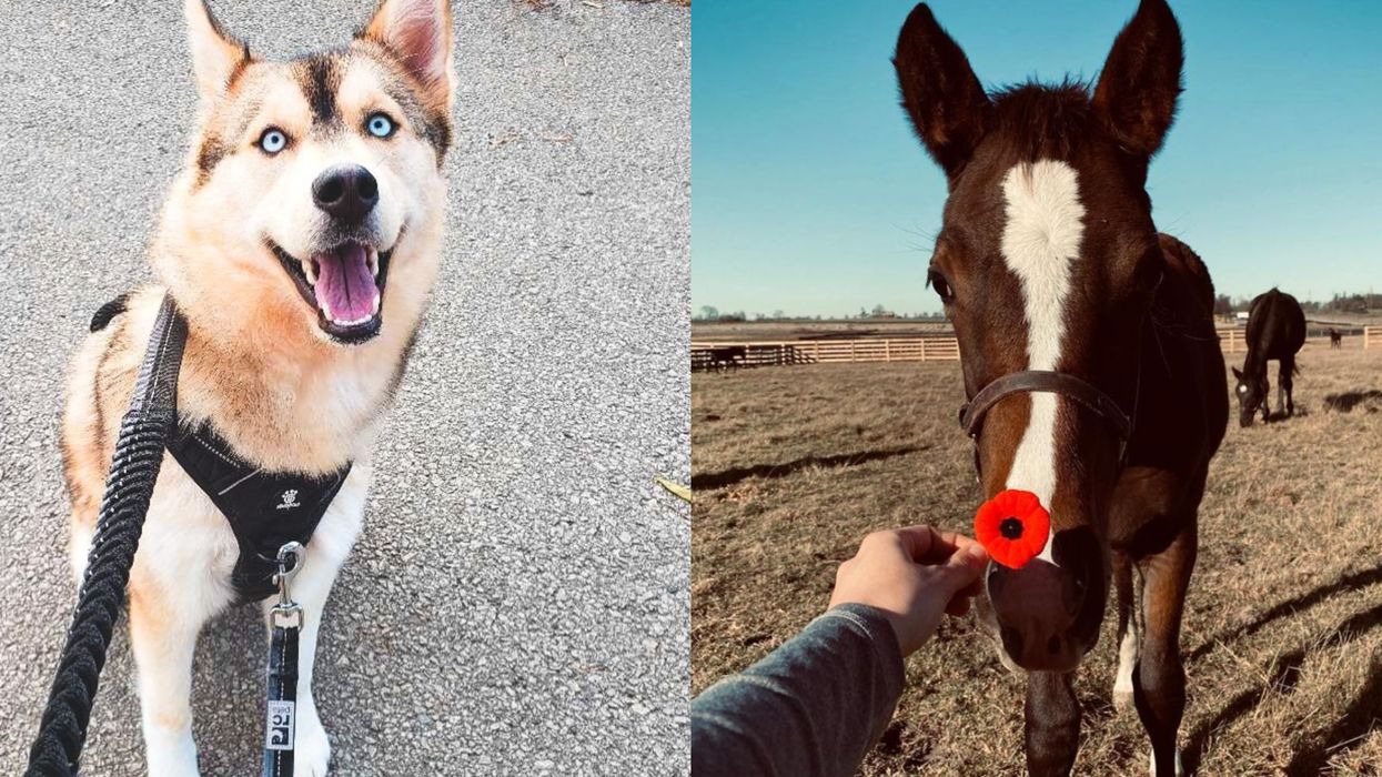 6 Jobs Hiring In Toronto That Will Pay You Up To $32 An Hour If You Love Animals & Nature