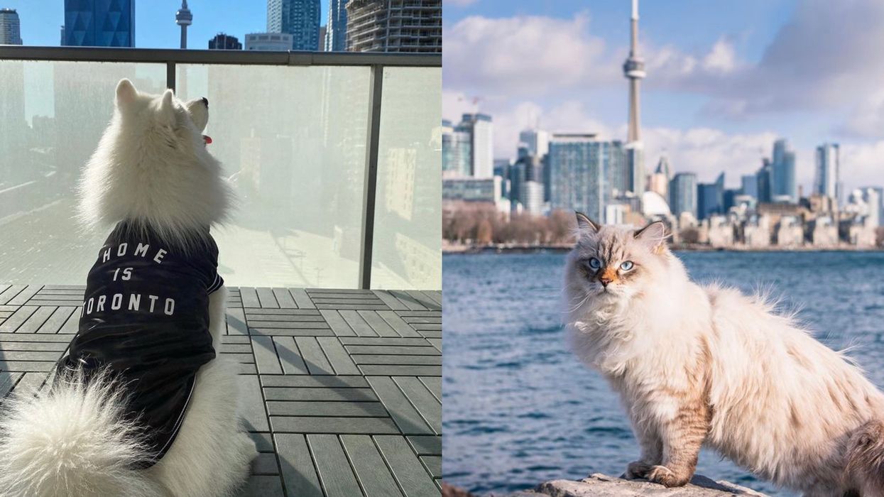 Toronto's Most Popular Pet Names In 2020 Have Been Revealed & They're All Adorable