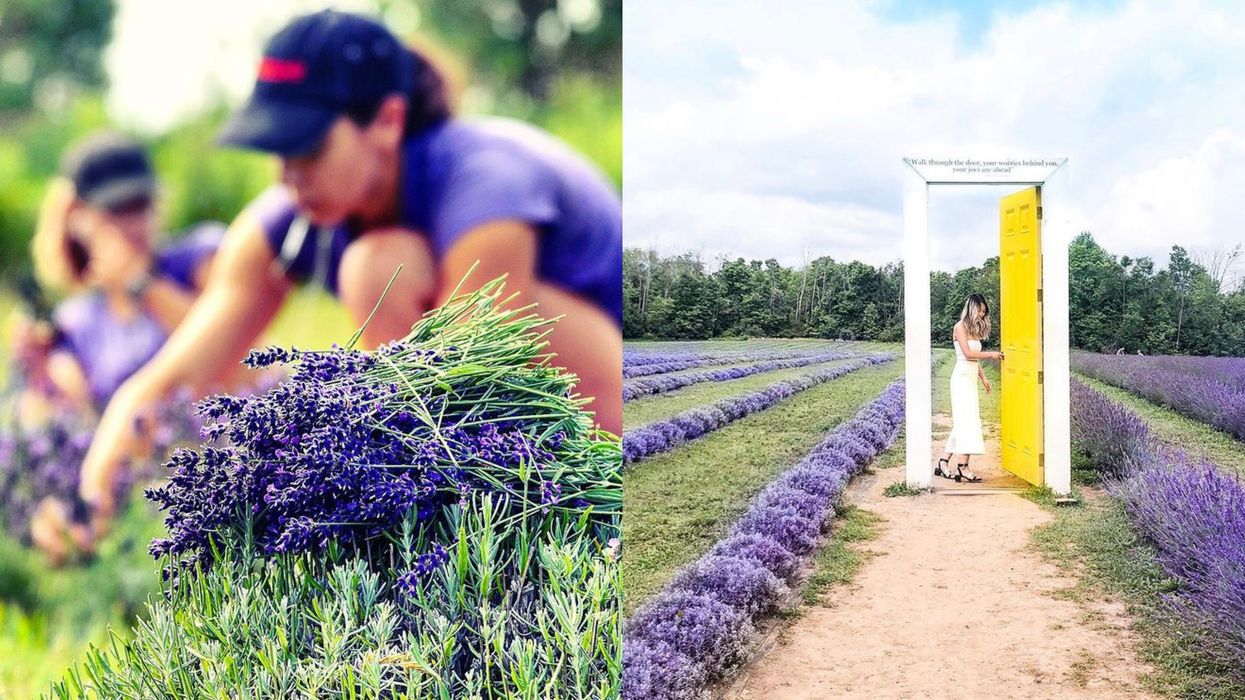 This Ontario Lavender Farm Wants To Pay You To Bask In Their Fields This Summer