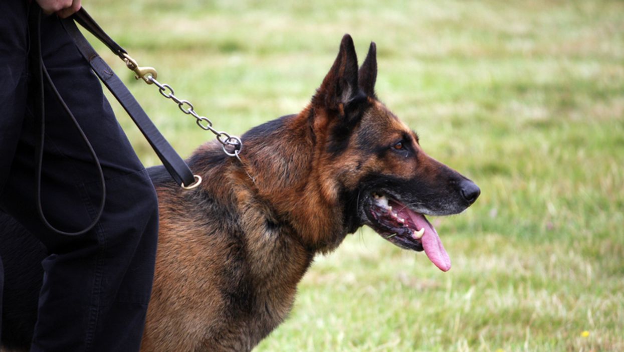 One NBA Team Is Using COVID-19 Detection Dogs To Make In-Person Attendance Safe