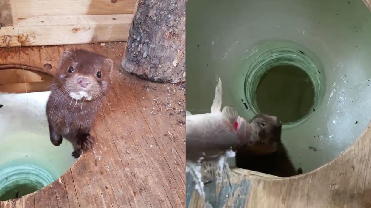 An Ontario Mink Has Gone Viral For His Adorable Fish-Stealing Antics (VIDEOS)