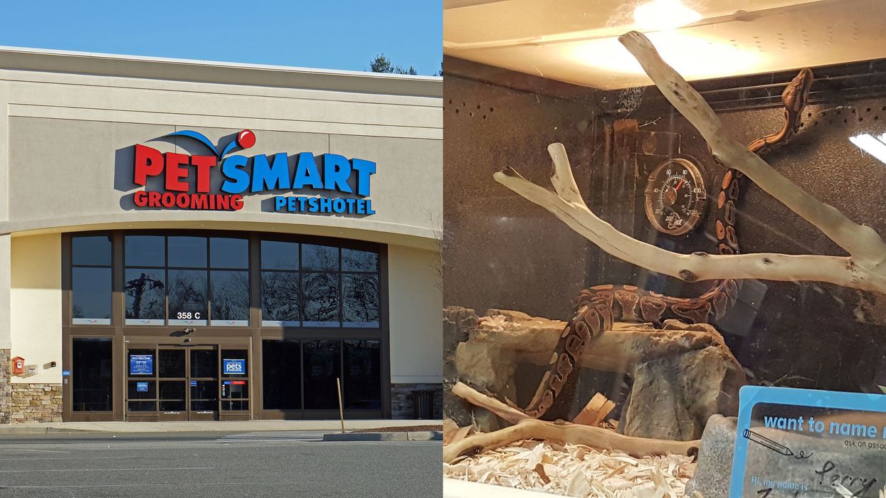 PetSmart In Ontario Called Out By Animal Protection Because Of A Snake's Living Conditions