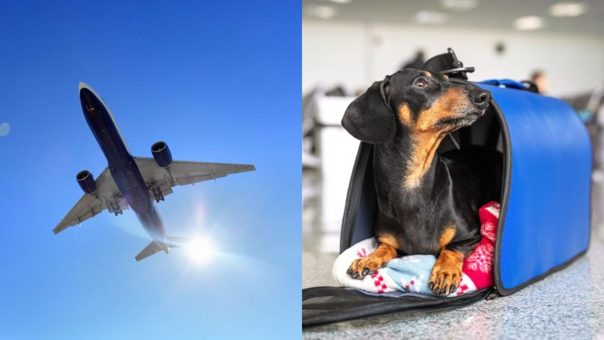 This Major Airline Is The Latest To Ban Emotional Support Animals From Flights