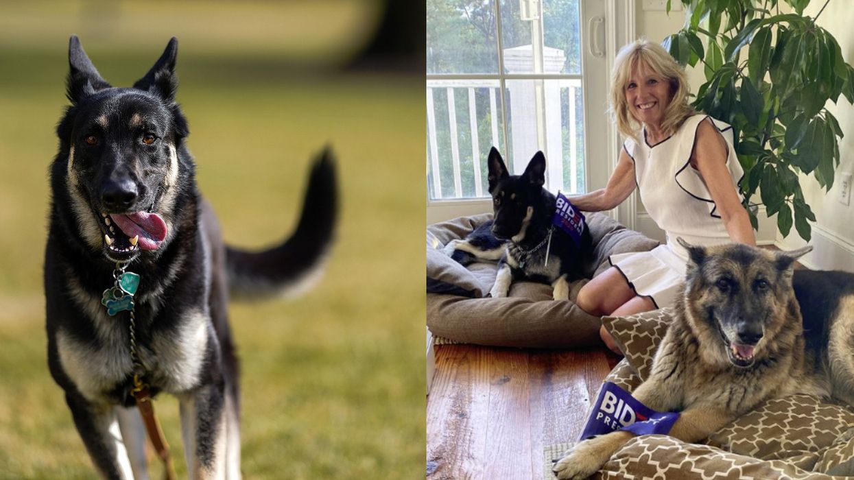 There Is A Twitter Account For Joe Biden's Dogs & It's Hilarious