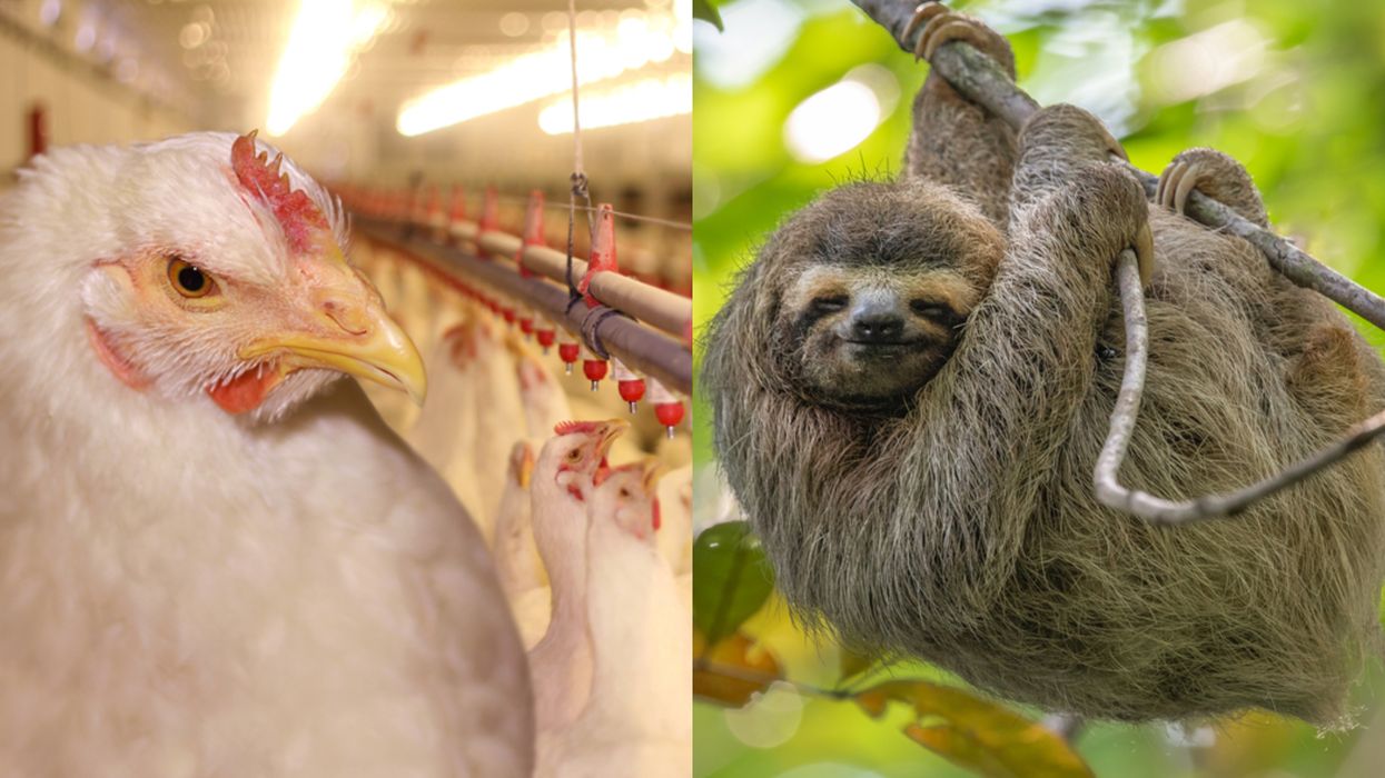 PETA Is Taking Heat For Asking People To Stop Using Certain Insults