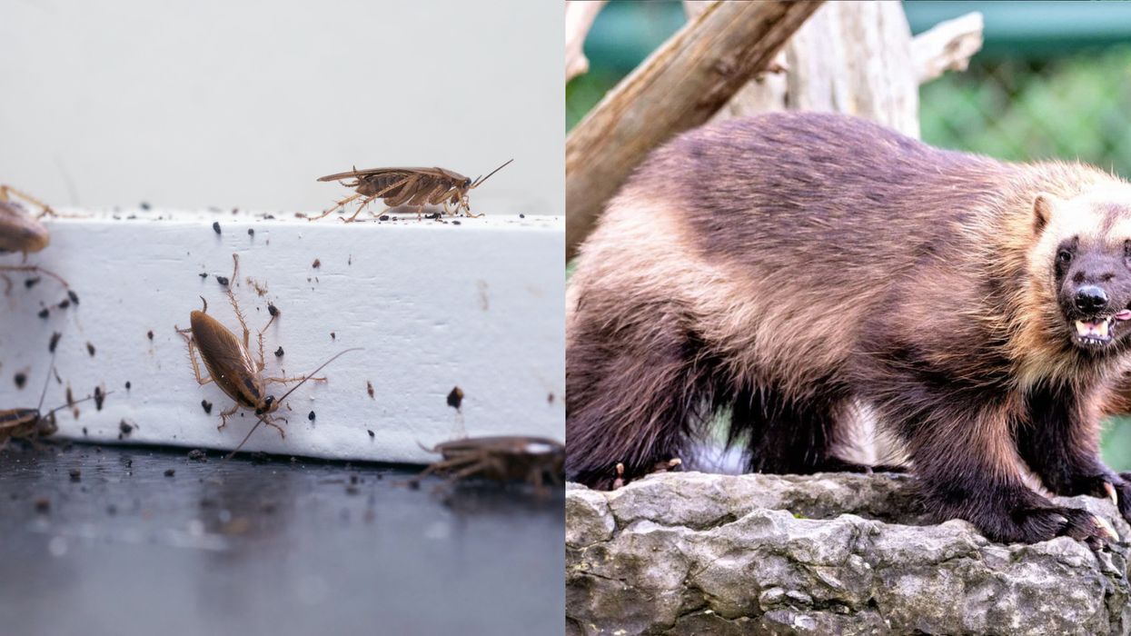 A Zoo Is Letting You Name A Cockroach After Your Ex Just In Time For Valentine's Day