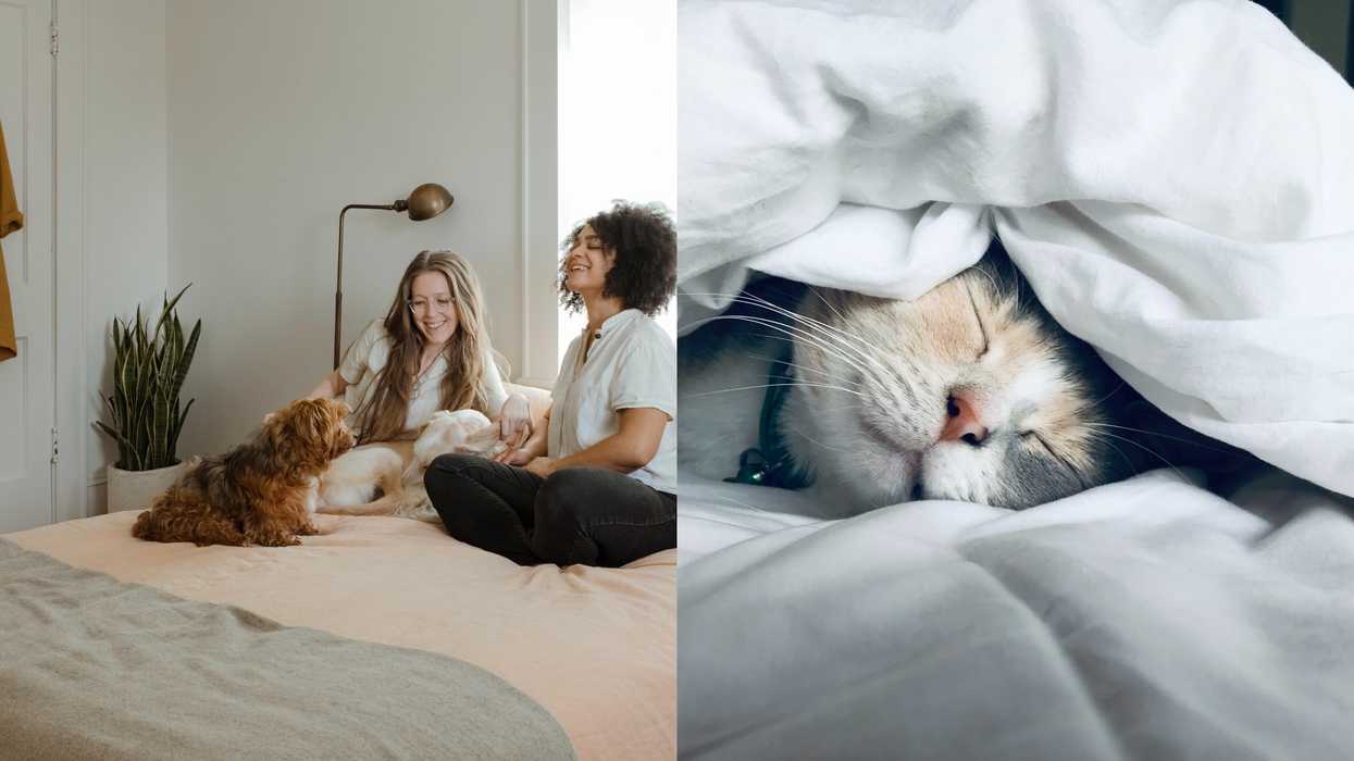 Canadians Are Adopting Furry Friends & Spoiling Them With Gifts While Being Stuck At Home