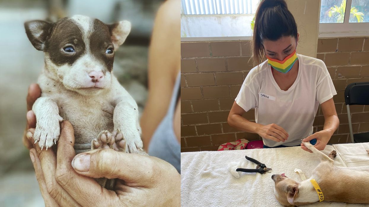 Dog Rescuer In Mexico Says Puppies Can't Find Homes Because Of Canada's Travel Rules