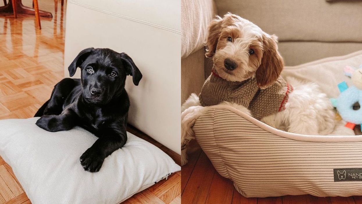 BarkBox's Monthly Subscription Is The Perfect Way To Treat Your Dog On Love Your Pet Day