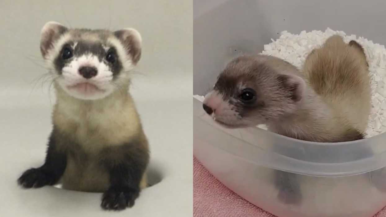 An Endangered Animal Was Just Cloned For The First Time In History & She's Adorable