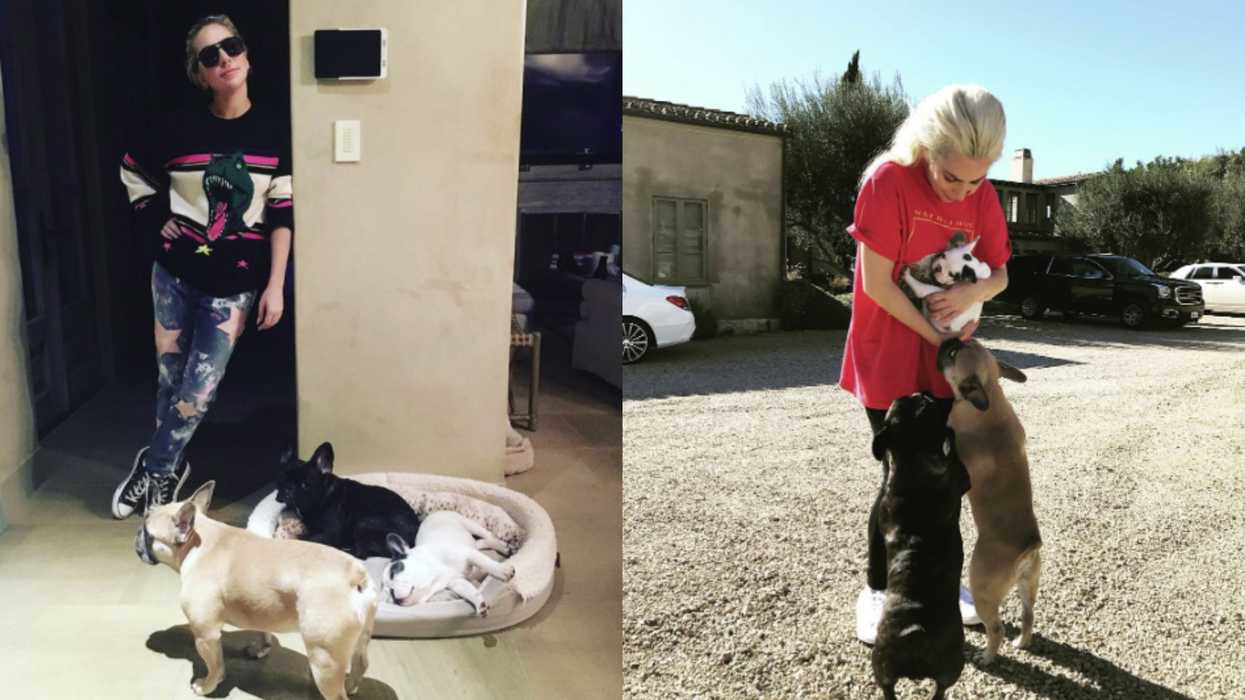 Lady Gaga's Dogs Were Stolen And Her Dog Walker Shot in Los Angeles