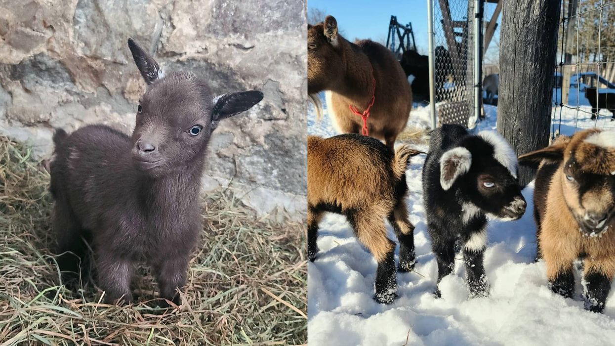 You Can Visit With Baby Goats On This Live Cam In Ontario & They're Too Cute To Handle
