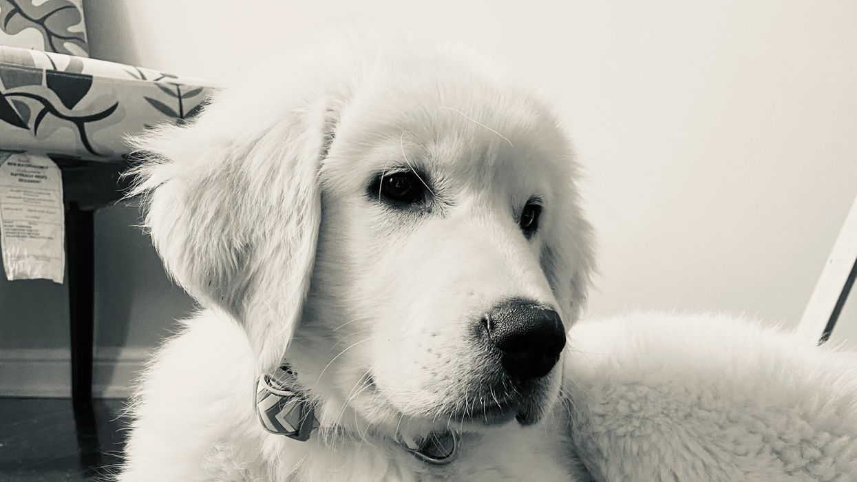 Ontario Police Are Asking For Help Finding A Truck That Was Stolen With A Puppy Inside