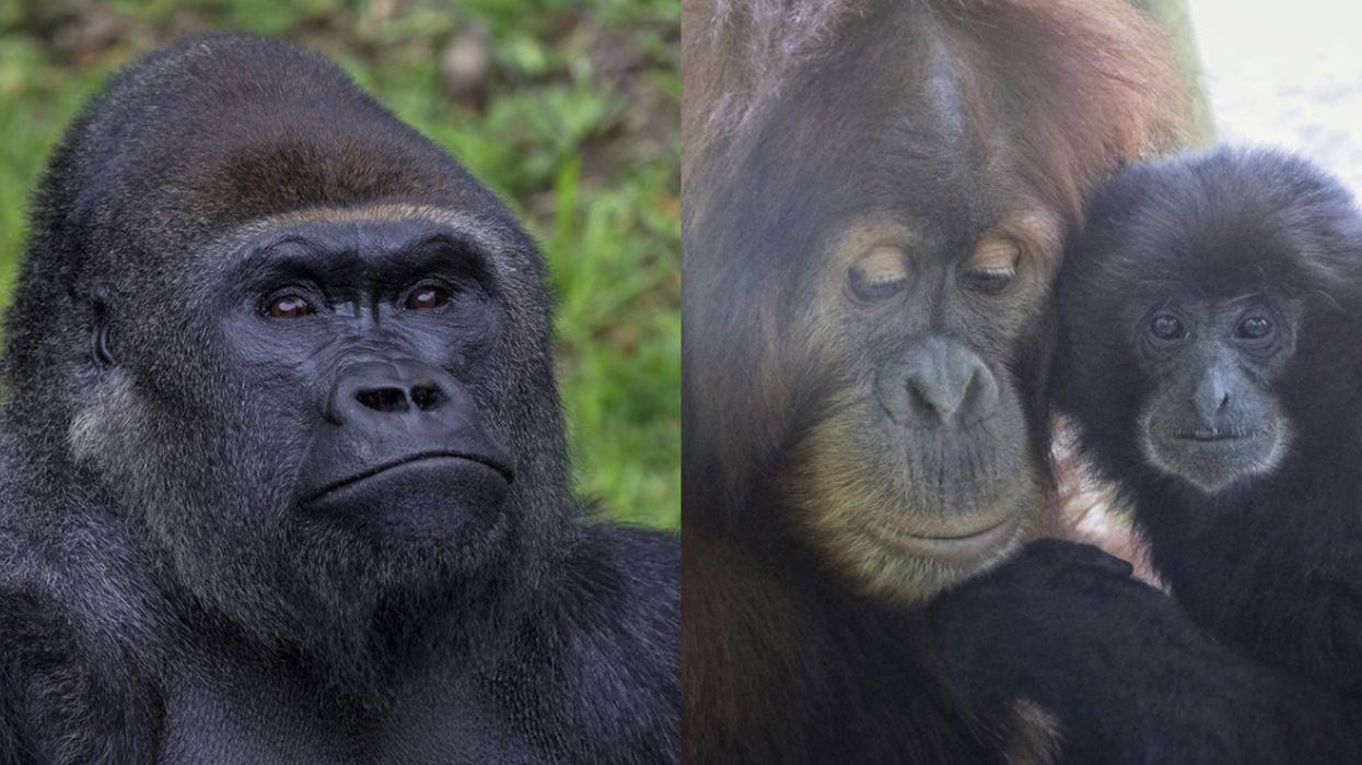 Apes At A California Zoo Just Received A Different Version Of A COVID-19 Vaccine