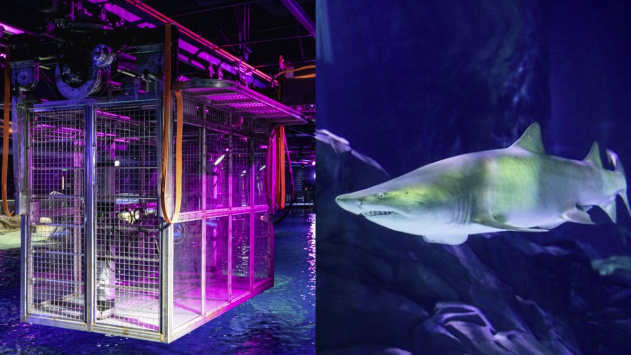 You Can Now Dive & Get Face To Face With Sharks At The Georgia Aquarium